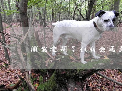 浦发逾期了但我会还点 浦发逾期了但我会还点
