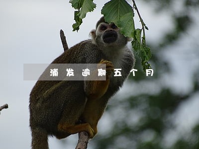 浦发逾期五个月 浦发逾期五个月