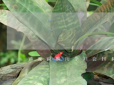 浦发逾期几个月会封卡 浦发逾期几个月会封卡