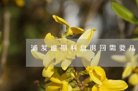 浦发逾期利息退回需要几天