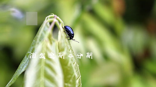浦发逾期办分期