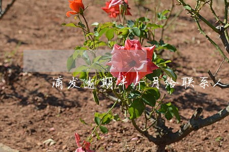 浦发逾期半个月给联系人打电话了