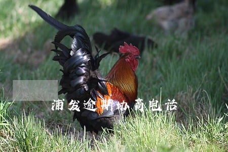 浦发逾期协商电话 浦发逾期协商电话