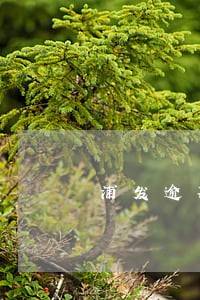 浦发逾期后分期还款怎么办 浦发逾期后分期还款怎么办