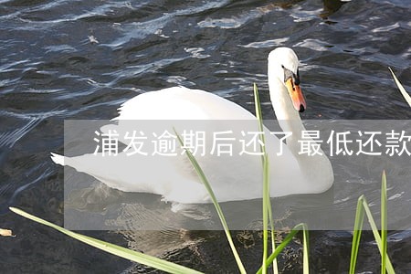 浦发逾期后还了最低还款额 浦发逾期后还了最低还款额