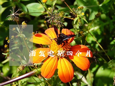 浦发逾期四个月