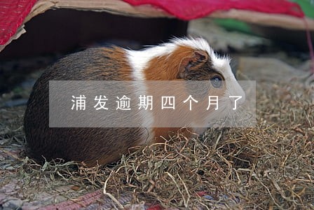 浦发逾期四个月了 浦发逾期四个月了
