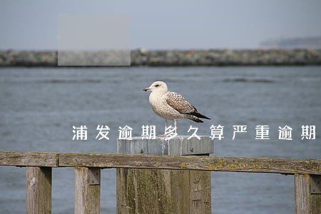 浦发逾期多久算严重逾期 浦发逾期多久算严重逾期