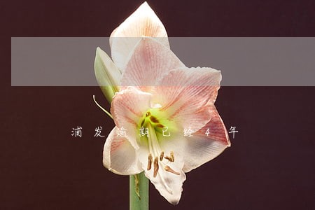 浦发逾期已经4年