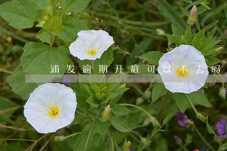 浦发逾期开庭可以不去吗 浦发逾期开庭可以不去吗