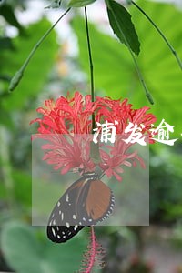 浦发逾期怎么办 浦发逾期怎么办