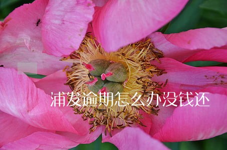 浦发逾期怎么办没钱还 浦发逾期怎么办没钱还