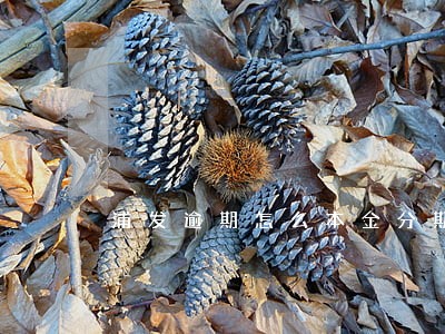 浦发逾期怎么本金分期 浦发逾期怎么本金分期