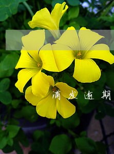浦发逾期持卡人怎么回复 浦发逾期持卡人怎么回复