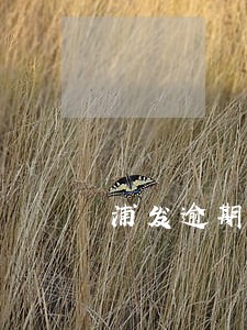 浦发逾期未还最低利息