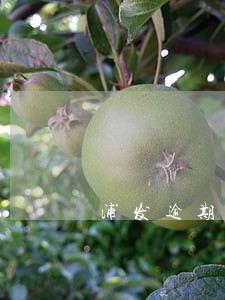 浦发逾期能不能分期