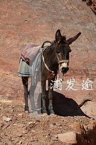 浦发逾期能分60期分期还款吗 浦发逾期能分60期分期还款吗
