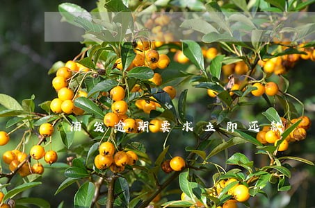 浦发逾期要求立即还款