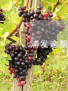 浦发逾期说近日要求上门 浦发逾期说近日要求上门