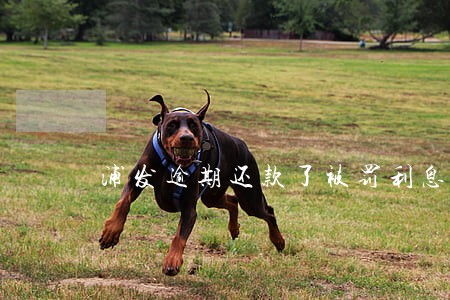 浦发逾期还款了被罚利息咋办