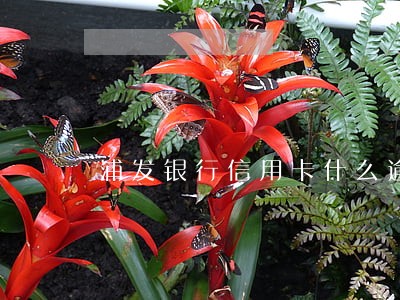 浦发银行信用卡什么逾期 浦发银行信用卡什么逾期
