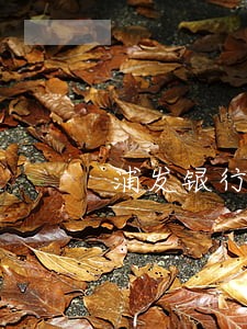 浦发银行信用卡怎么处理逾期