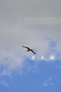 浦发银行信用卡账户逾期