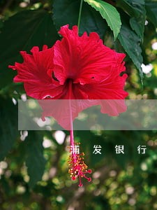 浦发银行信用卡逾期2月 浦发银行信用卡逾期2月