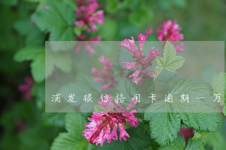 浦发银行信用卡逾期一万九