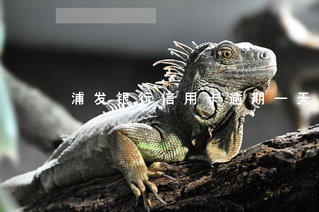 浦发银行信用卡逾期一天降低额度 浦发银行信用卡逾期一天降低额度