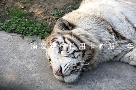浦发银行信用卡逾期一年多了 浦发银行信用卡逾期一年多了