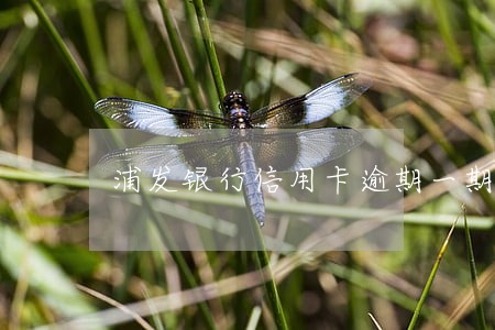 浦发银行信用卡逾期一期 浦发银行信用卡逾期一期