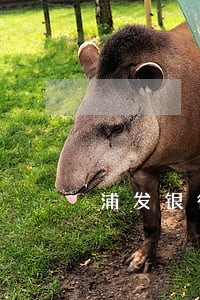 浦发银行信用卡逾期三个月已停卡 浦发银行信用卡逾期三个月已停卡