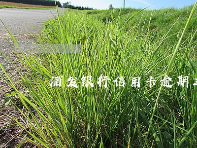浦发银行信用卡逾期三天还款 浦发银行信用卡逾期三天还款