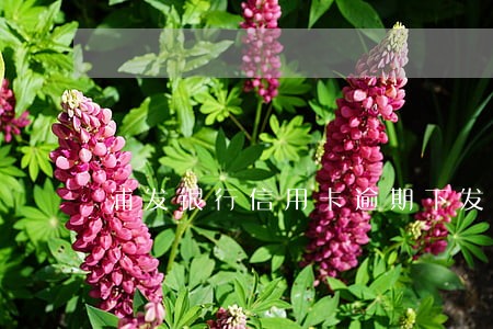 浦发银行信用卡逾期下发到本地