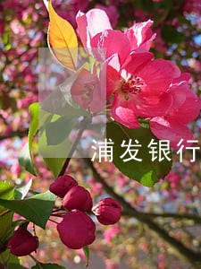 浦发银行信用卡逾期了会坐 浦发银行信用卡逾期了会坐