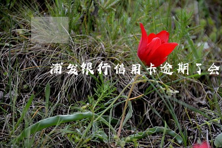 浦发银行信用卡逾期了会坐牢吗