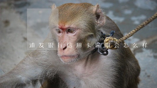 浦发银行信用卡逾期会怎么样 浦发银行信用卡逾期会怎么样