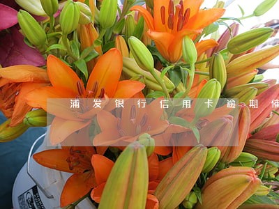 浦发银行信用卡逾期催收公告 浦发银行信用卡逾期催收公告