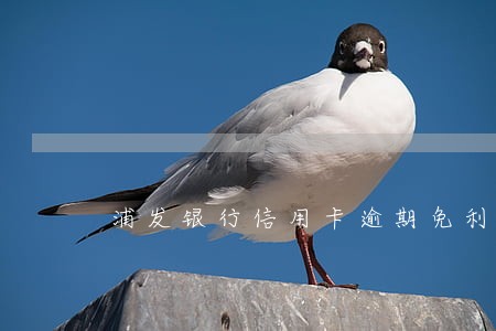 浦发银行信用卡逾期免利息