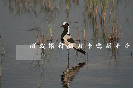 浦发银行信用卡逾期半个月还款 浦发银行信用卡逾期半个月还款