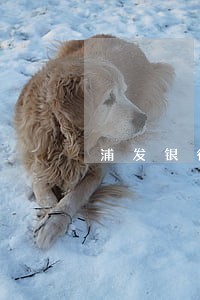 浦发银行信用卡逾期受限制 浦发银行信用卡逾期受限制