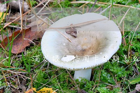 浦发银行信用卡逾期怎么回事 浦发银行信用卡逾期怎么回事