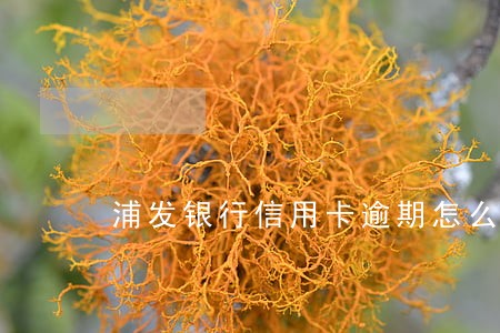 浦发银行信用卡逾期怎么解封