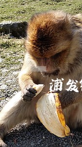 浦发银行信用卡逾期扣费 浦发银行信用卡逾期扣费