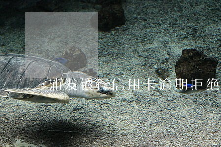 浦发银行信用卡逾期拒绝协商 浦发银行信用卡逾期拒绝协商
