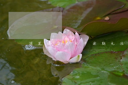 浦发银行信用卡逾期无法协商 浦发银行信用卡逾期无法协商