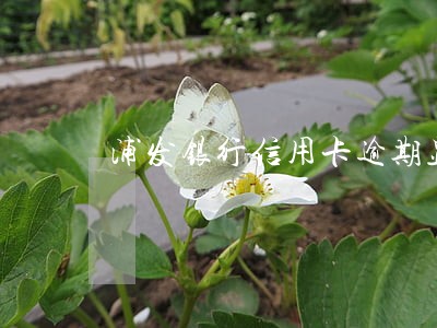 浦发银行信用卡逾期显示 浦发银行信用卡逾期显示