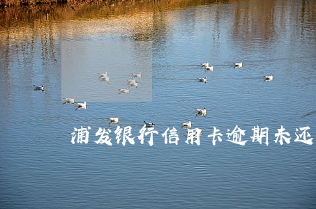 浦发银行信用卡逾期未还款 浦发银行信用卡逾期未还款