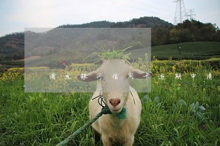 浦发银行信用卡逾期申请免息分期 浦发银行信用卡逾期申请免息分期